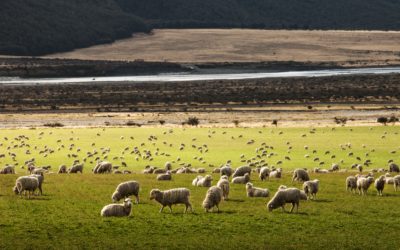 UN VIAJE ANIMAL, CON PERDÓN