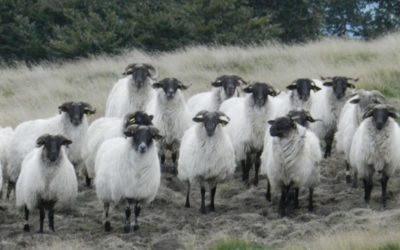 GANADO, LA RAE DEL CAMPO