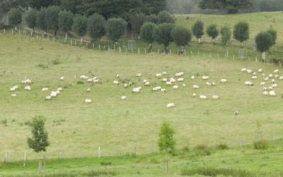 Ganadería Extensiva+Innovación la respuesta al cambio climático