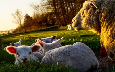 PASTORAL DE LA ABUNDANCIA