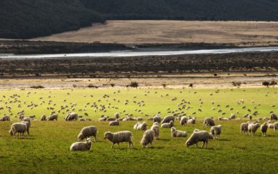 ¿Qué pasaría si desapareciese la ganadería extensiva por el Cambio Climático?